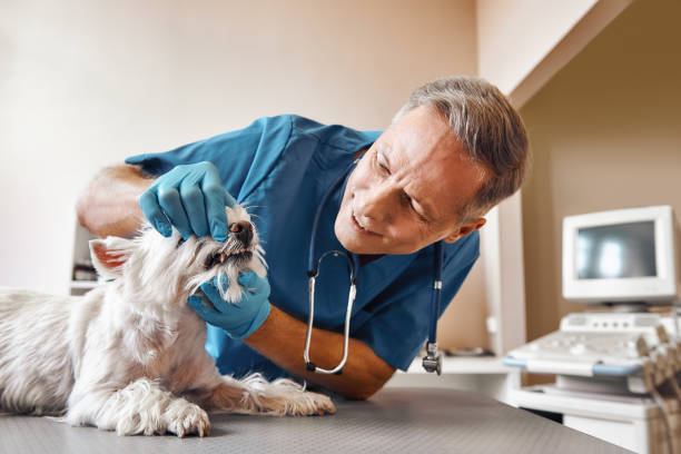 Best Mobile Emergency Dentist in Smackover, AR